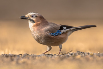 Eurasian Jay looking for food