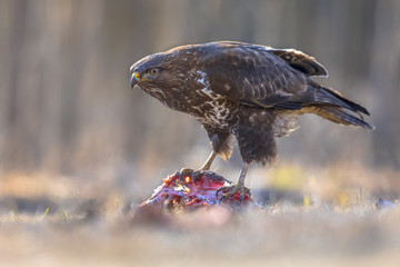 Common Buzzard with prey