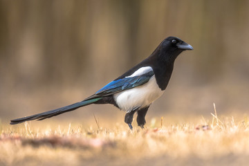Eurasian Magpie looking at camera