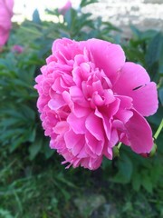 Colorful peony flower in summer.
