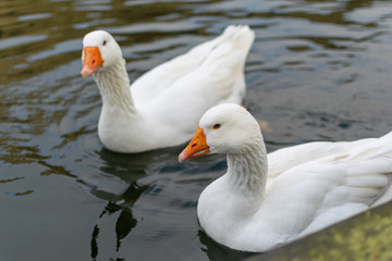 Naklejka na ściany i meble two goose on the canal