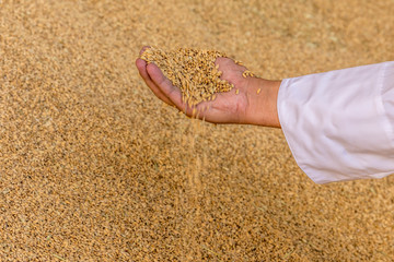 hand full of raw rice grains