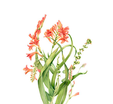 Watercolor crocosmia bouquet. Colourful tropical flower in bloom isolated on white. Botanical floral illustration for wedding design, cosmetics, advertising