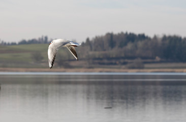 Möven und Vögel am Pfäffikersee