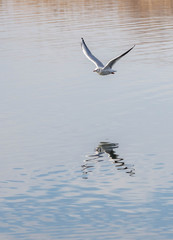 Möven und Vögel am Pfäffikersee