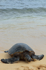 green sea turtle on the beach on the island of Kauai Hawaii