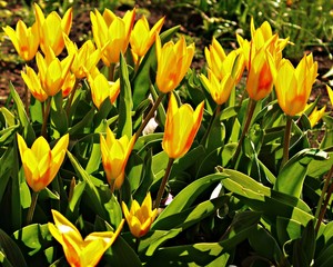 The first spring tulips on a garden bed on a sunny day