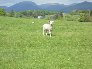 Fototapeta premium Lamb in meadow in the Lake District
