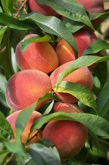 On the tree branch ripe peach fruits
