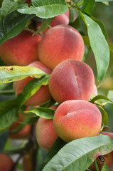 On the tree branch ripe peach fruits