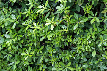 An evergreen hedge, hedgerow background, close up of green leaves of pseudopanax or houpara