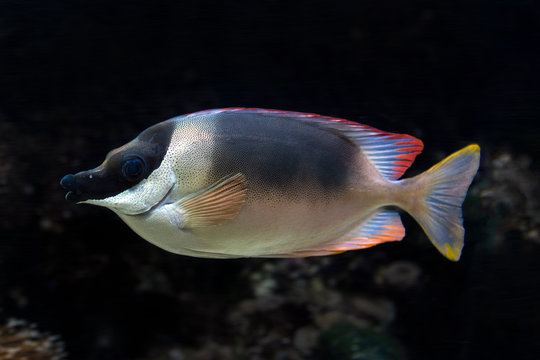 Siganus Magnificus fish close-up in the aquarium