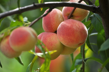 On the tree branch ripe peach fruits
