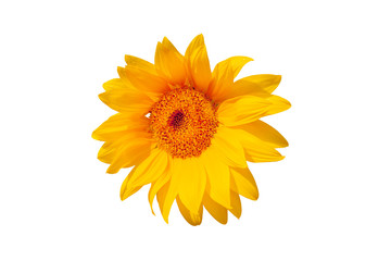 Sunflower flower on a white background, closeup.