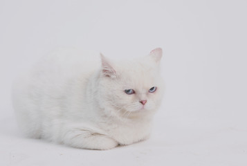 white blue eyed sad cat on a light background sits and lies
