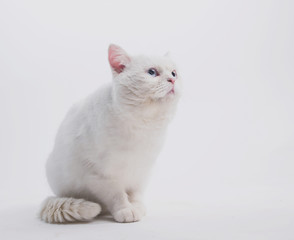 Fototapeta premium white blue eyed sad cat on a light background sits and lies