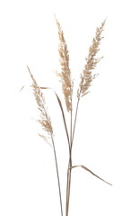 Dry common bulrush reeds isolated on white background, clipping path