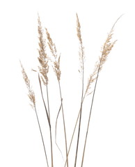 Dry common bulrush reeds isolated on white background, clipping path - obrazy, fototapety, plakaty