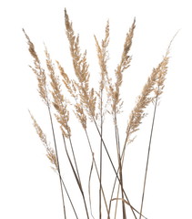 Dry common bulrush reeds isolated on white background, clipping path