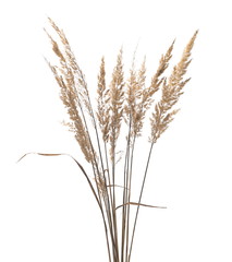 Dry common bulrush reeds isolated on white background, clipping path - obrazy, fototapety, plakaty