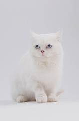 Fototapeta premium white blue eyed sad cat on a light background sits and lies