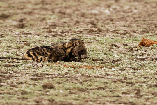 African Civet - Civettictis Civetta  large viverrid native to sub-Saharan Africa, it is threatened by hunting, and wild-caught individuals are kept for producing civetone for the perfume industry
