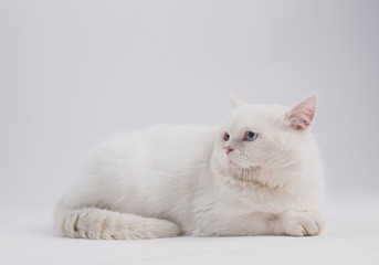 white blue eyed sad cat on a light background sits and lies