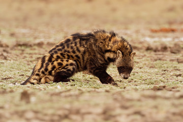 African Civet - Civettictis Civetta  large viverrid native to sub-Saharan Africa, it is threatened by hunting, and wild-caught individuals are kept for producing civetone for the perfume industry