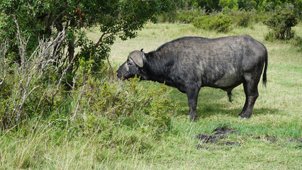 Naklejka na ściany i meble African Buffalo (Syncerus Caffer) Eating Grass