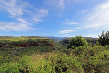 Fototapeta na wymiar wild green landscape on the island of Kauai Hawaii