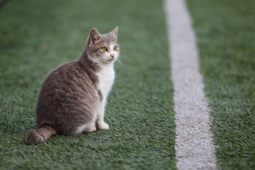 Cat on the football field.