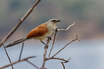 White-browed Coucal - Centropus superciliosus a species of cuckoo in the Cuculidae family, found in...