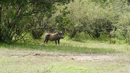 Naklejka na ściany i meble Warthog (Phacochoerus Africanus) from Pig Family in Kenya, Africa