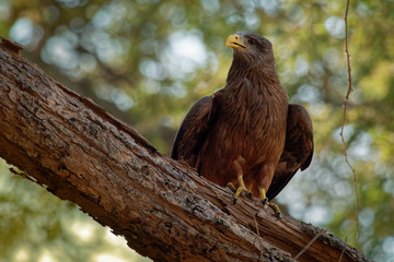 Yellow-billed Kite - Milvus aegyptius is the Afrotropic counterpart of the black kite (Milvus migrans), of which it is most often considered a subspecies. Hunter on the tree