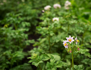 Potato plant flowers
