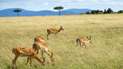 Antelopes Eating Grass in Wildlife