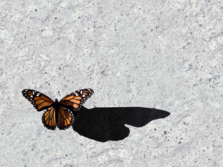 Butterfly on Concrete