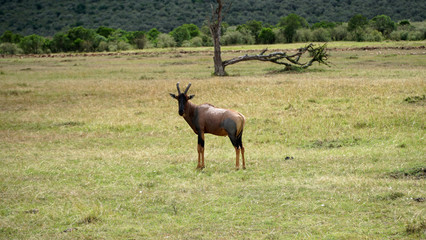 Topi Antelope or Damaliscus Korrigum in Africa, Kenya