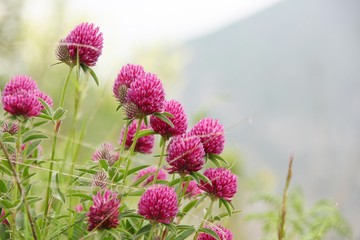 pink flowers on a background of blue sky