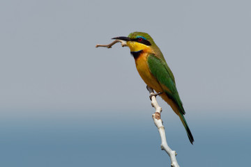 Obraz premium Little Bee-eater - Merops pusillus a near passerine green and yellow bird species in the bee-eater family, Meropidae. They are residents in much of Sub-Saharan Africa