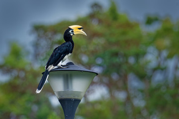 Oriental Pied-Hornbill - Anthracoceros albirostris large canopy-dwelling bird in Bucerotidae, sunda pied hornbill (convexus) and Malaysian pied hornbill. Flying, with the prey lizard © phototrip.cz