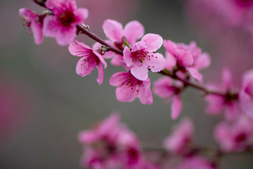 A branch with pink flowers. Close up
