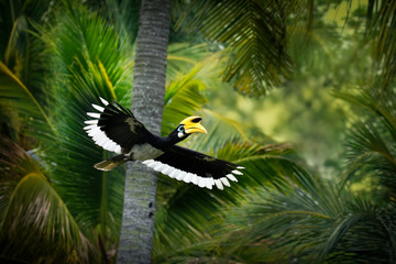 Oriental Pied-Hornbill - Anthracoceros albirostris large canopy-dwelling bird in Bucerotidae, sunda pied hornbill (convexus) and Malaysian pied hornbill. Flying, with the prey lizard © phototrip.cz