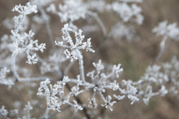 flower branch covered with ice and snow in a forest	