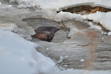 Beaver along stream in the winter, Ontario, Canada. © Bob