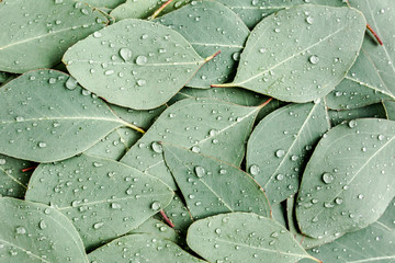 Background/Texture made of green eucalyptus leaves with raindrop, dew. Flat lay, top view - obrazy, fototapety, plakaty