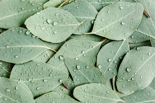 Fototapeta Background/Texture made of green eucalyptus leaves with raindrop, dew. Flat lay, top view