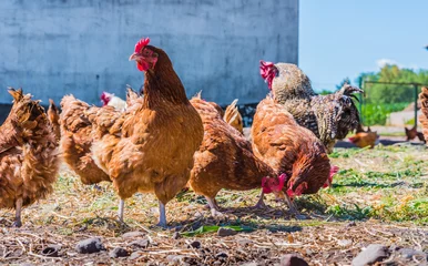 Fototapeten Chickens on traditional free range poultry farm © monticellllo