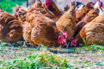 Chickens on traditional free range poultry farm © monticellllo