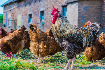 Chickens on traditional free range poultry farm